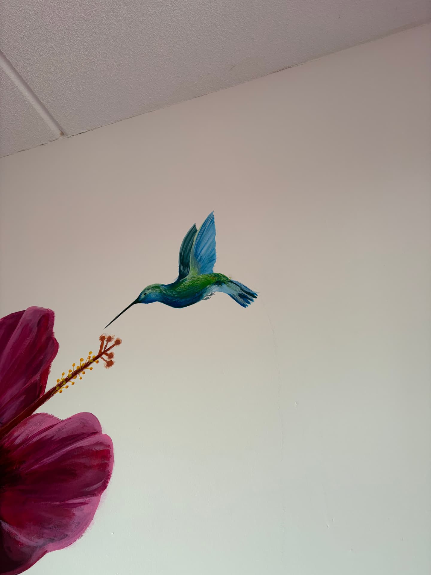 Hibiscus met kolibrie, Hal · particulier